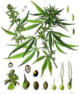 Cannabis Sativa